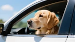 Gouden retriever kijkt rustig uit het raam van een auto op een zonnige dag.