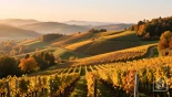 Een landschapsfoto van glooiende heuvels en wijngaarden in oktober, met gouden herfstkleuren.