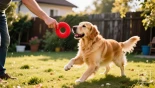 Gouden retriever speelt met een rood speeltje in de achtertuin.
