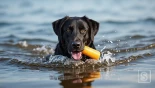 Labrador die zelfverzekerd door het water zwemt om de dummy op te halen.