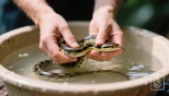 Persoon die een slang zachtjes in een ondiepe bak met lauw water houdt.