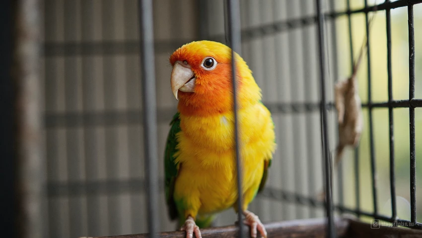 Vogel veilig in een kooi