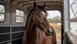 Paard staat comfortabel in bewegende trailer