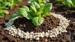 Moestuin met eierschalen rondom planten, focus op textuur.