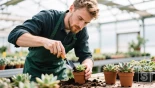 Man plant stekken van vetplanten in potten.