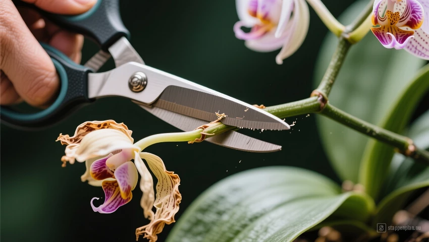 Close-up van snoeiende schaar.